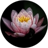 Fleur de lotus blanche